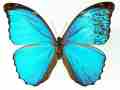 Morpho menelaus (mosaic gynandromorph) (Internet Image property of respective owner, non-commercial use only)